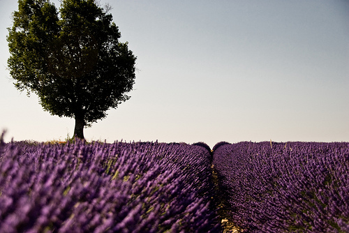 July purple morning in Provence par shiningarden