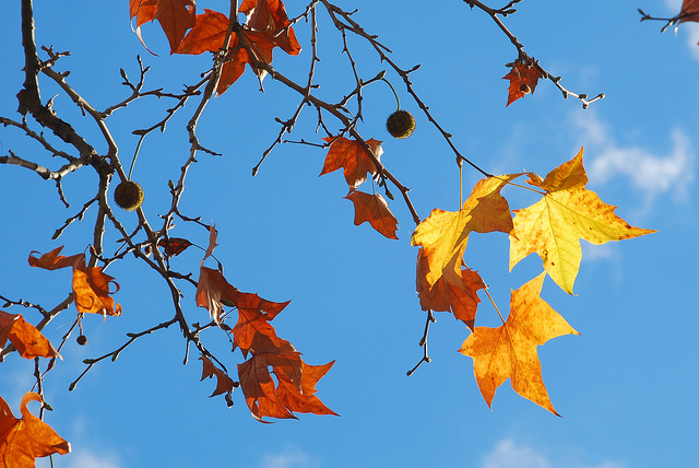 Autumn leaves  - contraste (Bouches-du-Rhône - Auriol) par Josiane D.