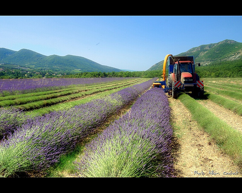 Récolte de la Lavande / lavender by Alain Cachat