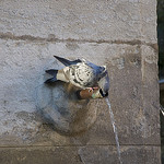 Pigeon assoiffé à la fontaine par MaJuCoMi - Gordes 84220 Vaucluse Provence France