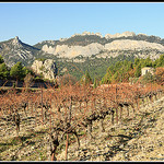 Vignoble sur les Dentelles de Montmirail par Photo-Provence-Passion - La Roque Alric 84190 Vaucluse Provence France