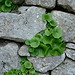 Mur de Pierres et nature by Vital Nature - Buoux 84480 Vaucluse Provence France